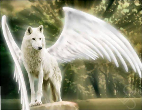  Angel Wolf | White wolf, Wolf spirit, Wolf howling