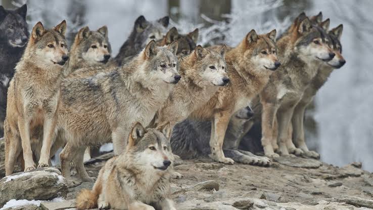 Pack of wolfs